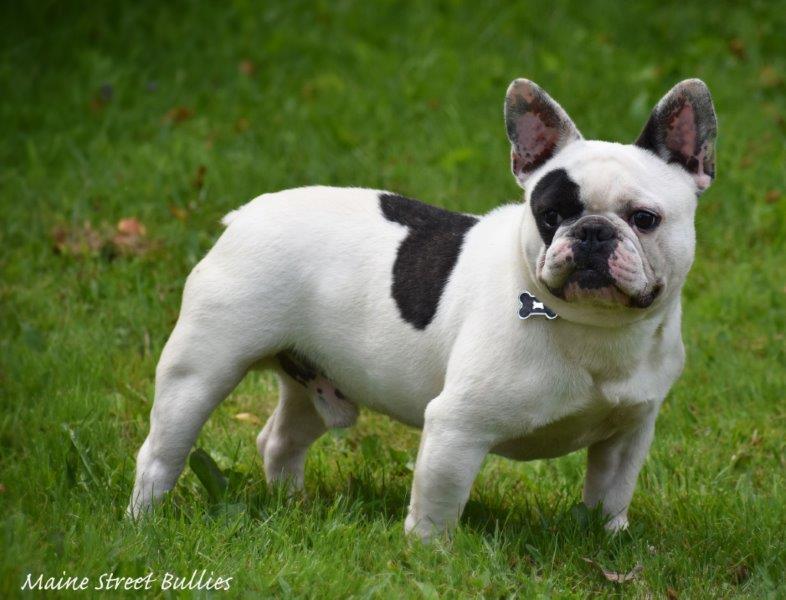 french bulldogs available near me